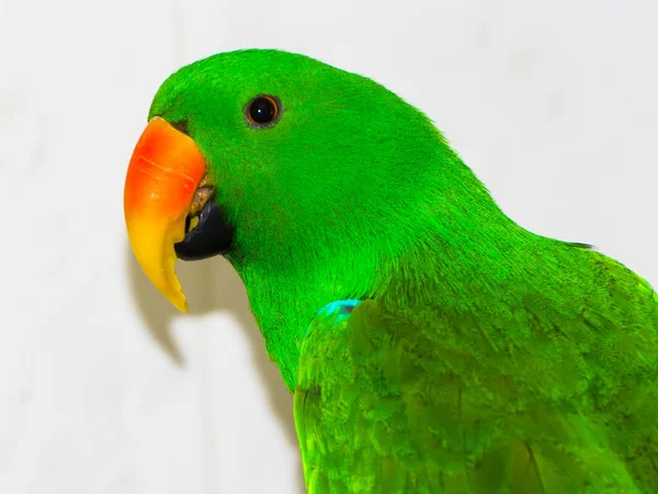Beyaz arkaplan ile yeşil erkek eklektus papağan portresi — Stok fotoğraf