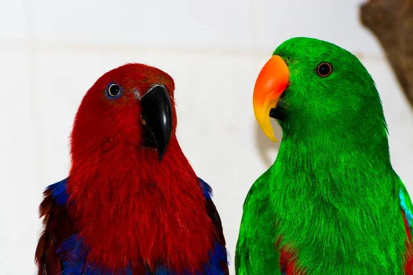 Green male and red female eclectus parrots — Stock Photo, Image
