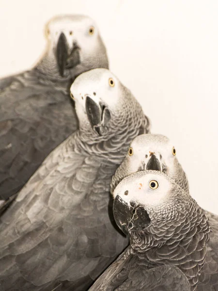 Group of grey parrots with white background — Stock Photo, Image