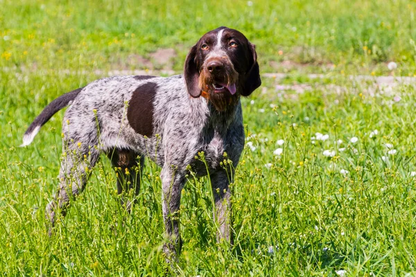 Tyska kortsluten pekare står på en gräsmark — Stockfoto