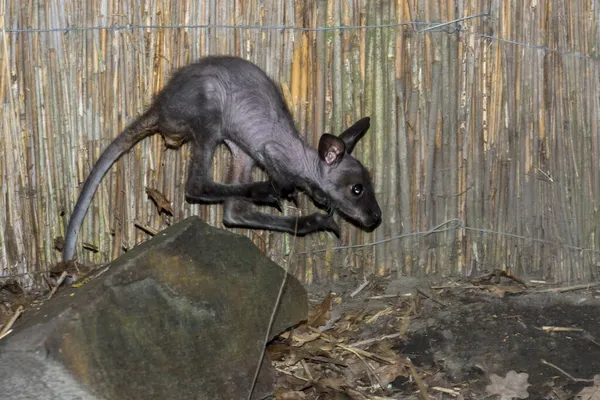 Bebé wallaby de cuello rojo está saltando sobre una roca —  Fotos de Stock