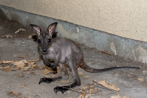 Bebé wallaby de cuello rojo está en el suelo —  Fotos de Stock