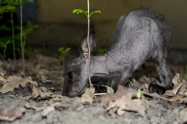 Bebé wallaby de cuello rojo está en el suelo —  Fotos de Stock