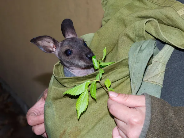 Bebê wallaby de pescoço vermelho em um saco de um guarda zoológico — Fotografia de Stock