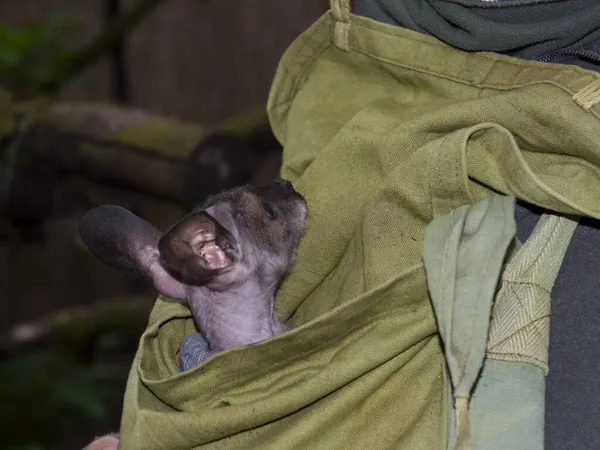 Bebé wallaby de cuello rojo en una bolsa de un cuidador de zoológicos —  Fotos de Stock