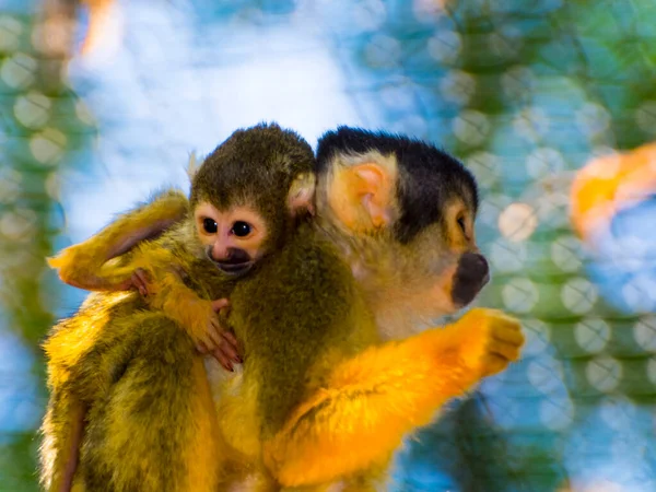 Black-capped squirrel monkey mother and baby in summer — Stock Photo, Image