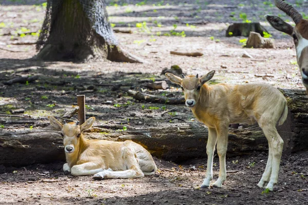 Ternero antílope addax de 3 semanas de edad en un recinto —  Fotos de Stock