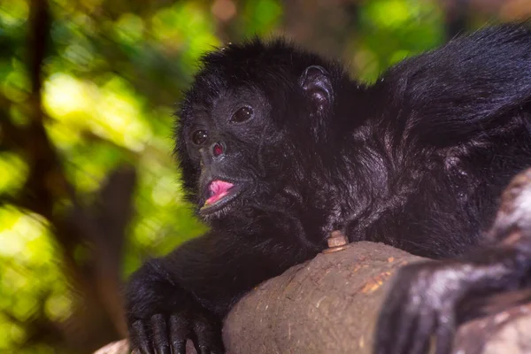 Η γριά αραχνοκέφαλη μαϊμού είναι ξαπλωμένη σε ένα δέντρο. — Φωτογραφία Αρχείου