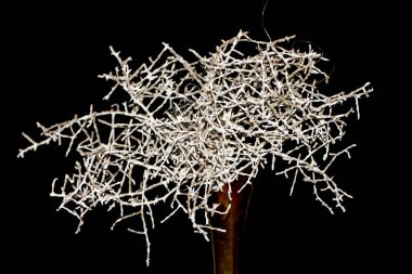 Koyu arkaplan ile beyaz dallar ağı