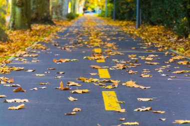 Sonbaharda Szeged parkında yollar yapraklarla kaplıdır.
