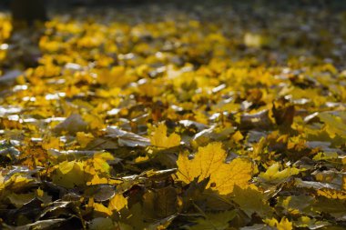 Norveç akçaağacının sonbahar yaprakları, bilimsel adı Acer platanoides