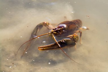 Tuna ya da dar pençeli kerevit, bilimsel adı Astacus leptodactylus