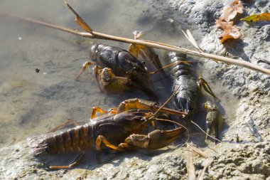 Tuna ya da dar pençeli kerevit, bilimsel adı Astacus leptodactylus