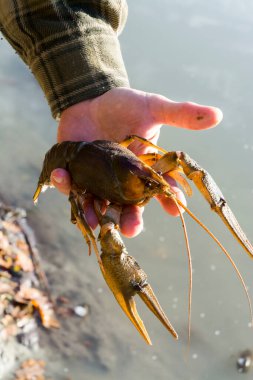 Tuna ya da elimizdeki dar pençeli kerevit bilimsel adı Astacus leptodactylus.