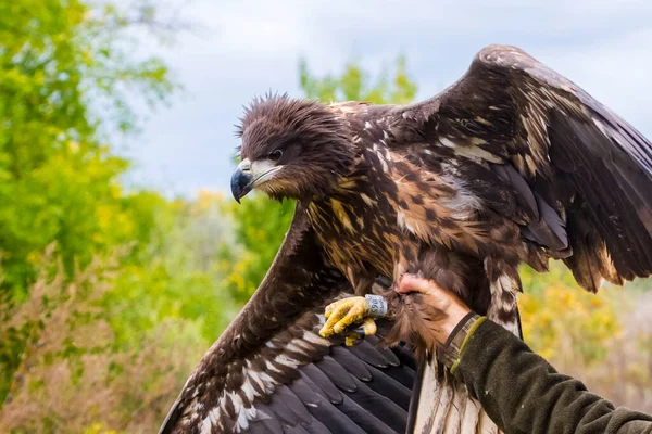 White Tailed Eagle Releasing Its Scientific Name Haliaeetus Albicilla — Stock Photo, Image