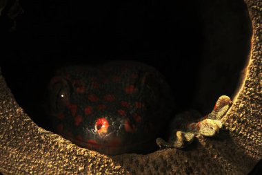 Bir Tokay Gekko 'nun başkanı, bilimsel adı Gekko Gekko