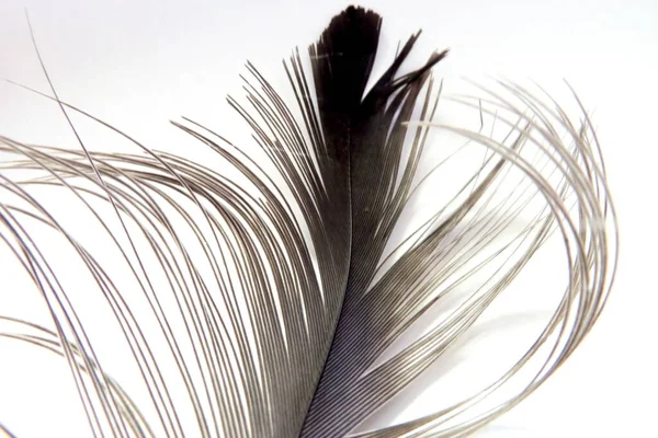 普通起重机的羽毛 其科学名称是Grus Grus — 图库照片