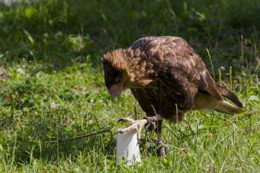Kuş gösterisinde plastik bardaklı ibikli karacara.