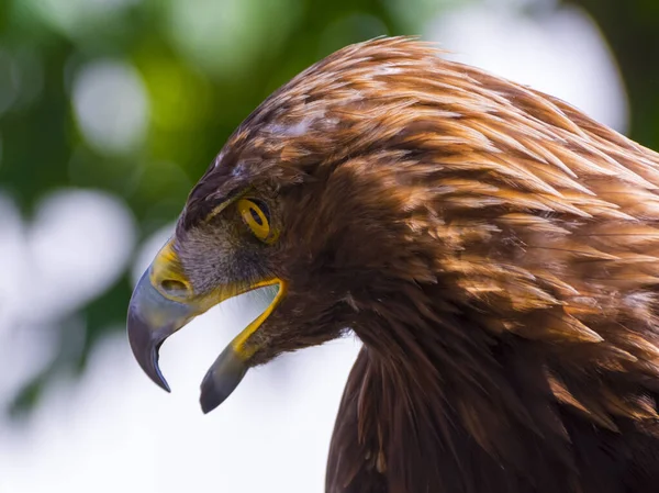 Retrato Uma Águia Dourada Seu Nome Científico Aquila Chrysaetos — Fotografia de Stock