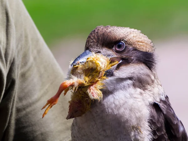 Laughing Kookaburra Eating Its Scientific Nameis Dacelo Novaeguineae — Stock Photo, Image