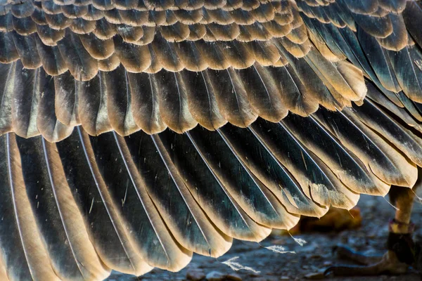 Ala Abutre Turquia Seu Nome Científico Cathartes Aura — Fotografia de Stock