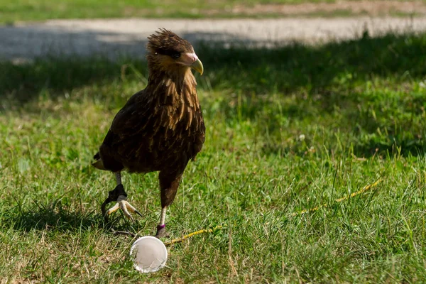 Crested caracara with a plastic cup at the bird show — Stock Photo, Image