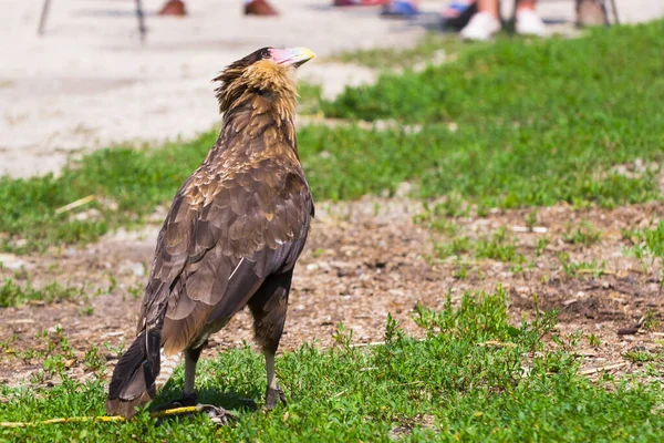 South American crested caracara in a bird show — Stockfoto