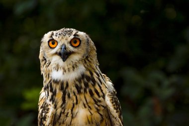 Doğal geçmişi olan büyük bir Hint kartal baykuşunun portresi.