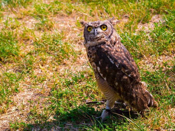 Africano avistado águila búho en el suelo durante un espectáculo de aves —  Fotos de Stock