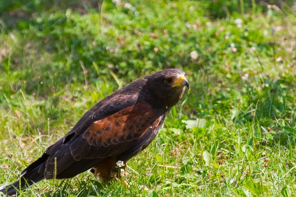 Harris hawk is staying on the grassland — 图库照片