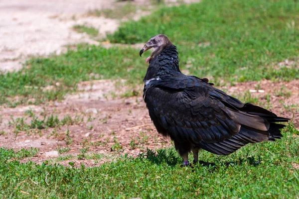 American turkey vulture is walking on the ground — Stock Photo, Image