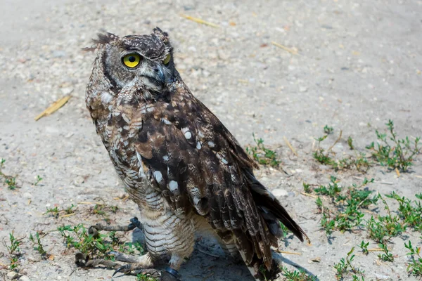 African spotted eagle-owl on the ground during a bird show — Stock Photo, Image