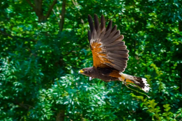 Flying Harris s hawk is flying in front of trees — Fotografia de Stock