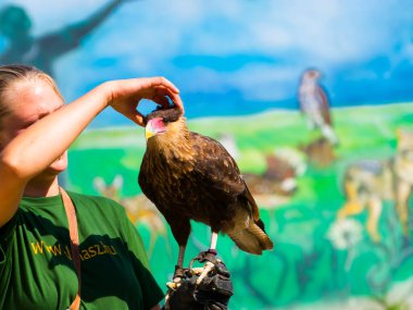 Kuş gösterisindeki bir eğitmenin ibikli leşi.