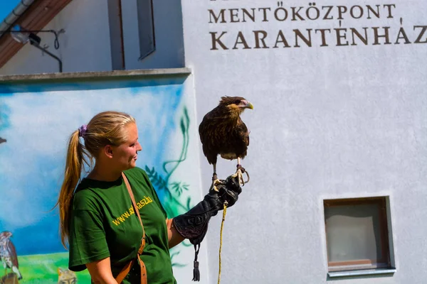 Crested caracara a portata di mano di un allenatore in uno spettacolo di uccelli — Foto Stock