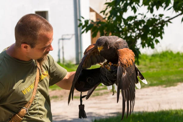 Harris s hawk on hand of a falconer in a show — Stock Photo, Image