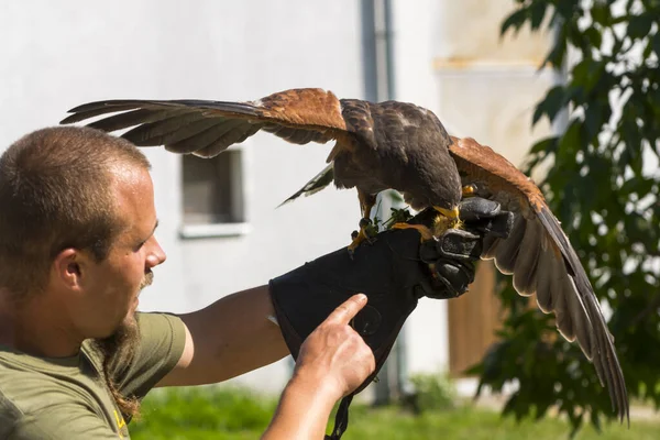 Harris s hawk on hand of a falconer in a show — Stock Photo, Image