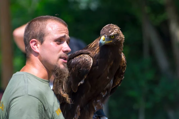 Golden eagle and its falconer in a birds show in Szeged — Stock Photo, Image