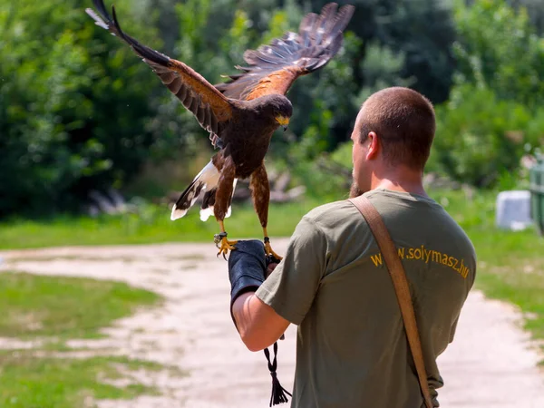 Harriss hawk on hand — Stock Photo, Image