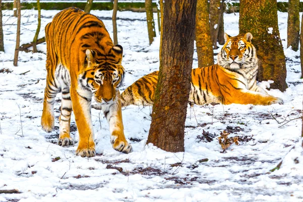 Siberian tiger in a snow covered area — Stock Photo, Image