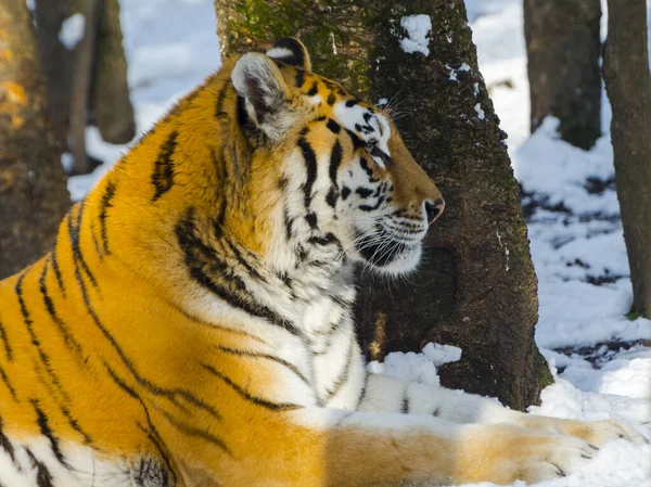 Tygrys syberyjski na obszarze pokrytym śniegiem — Zdjęcie stockowe