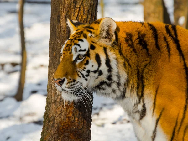 एक बर्फ से ढके हुए क्षेत्र में साइबेरियाई बाघ — स्टॉक फ़ोटो, इमेज