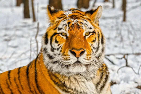 Siberian tiger in a snow covered area — Stock Photo, Image