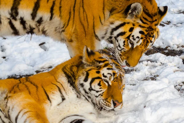 Tigres siberianos en una zona cubierta de nieve — Foto de Stock