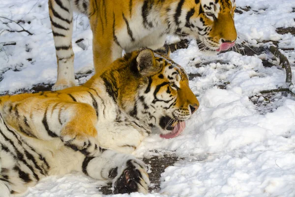 Szibériai tigrisek hóval borított területen — Stock Fotó
