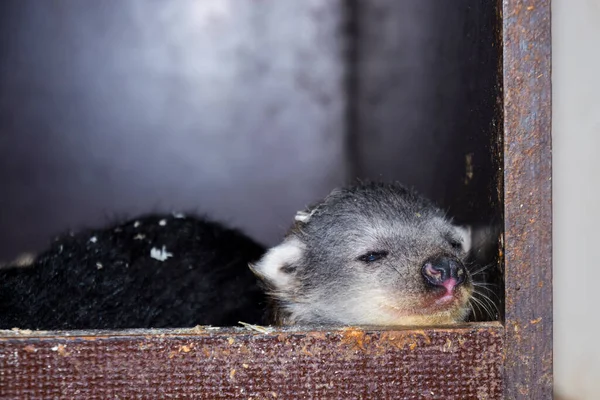 Binturong Bebê Seu Nome Científico Arctictis Binturong — Fotografia de Stock