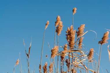 Yaygın sazlıkların çiçeği, bilimsel adı Phragmites australis.