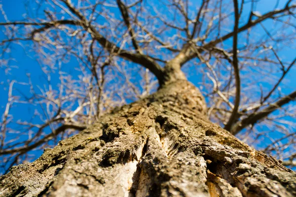 Boven Aan Een Boom Vanuit Lage Positie Winter Stockafbeelding