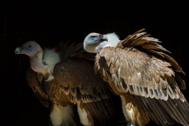 Griffon akbabası, bilimsel adı Gyps fulvus.