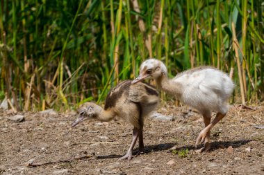 Büyük Rhea pilici, bilimsel adı Rhea americana